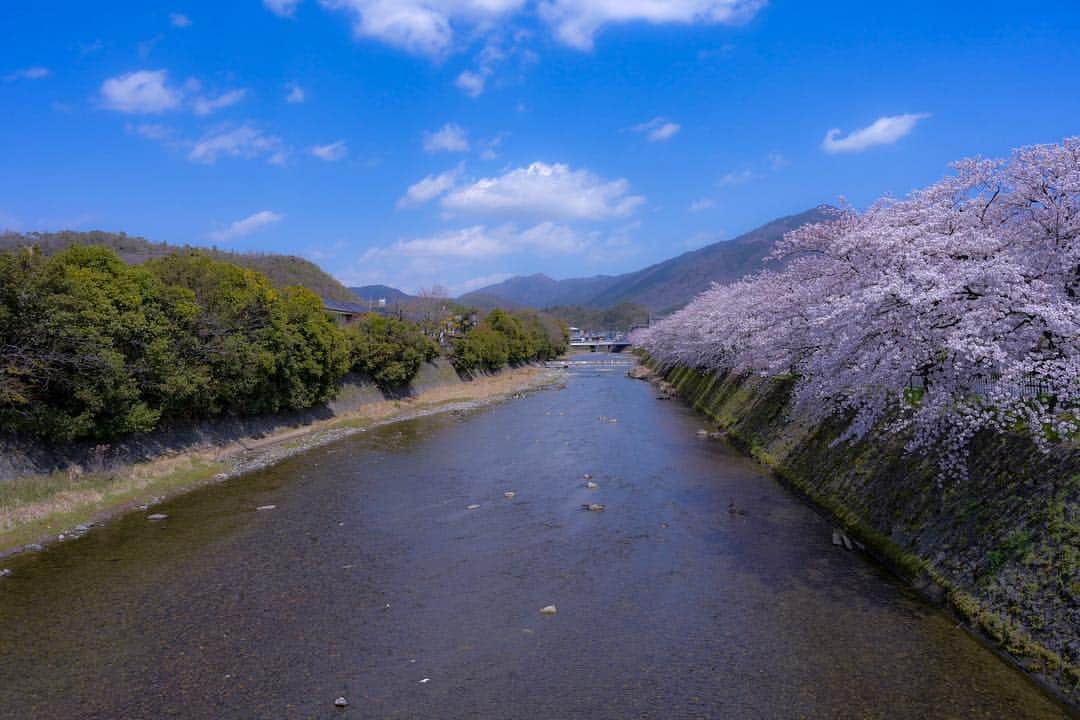 中野猛さんのインスタグラム写真 - (中野猛Instagram)「2019年の桜 デジタル一眼レフで撮るようになって12年くらい経つ。  来たる時を待つ心は、春を待つ桜みたいなもんやな。 春を待つ桜は、春以外の季節に休みなく力を蓄えてる。 蓄えられた力がなければ時が来ても花は咲かない。  #light_nikon #桜 #sakura #京都 #Kyoto #nikonz6」4月8日 22時49分 - takeshi__nakano