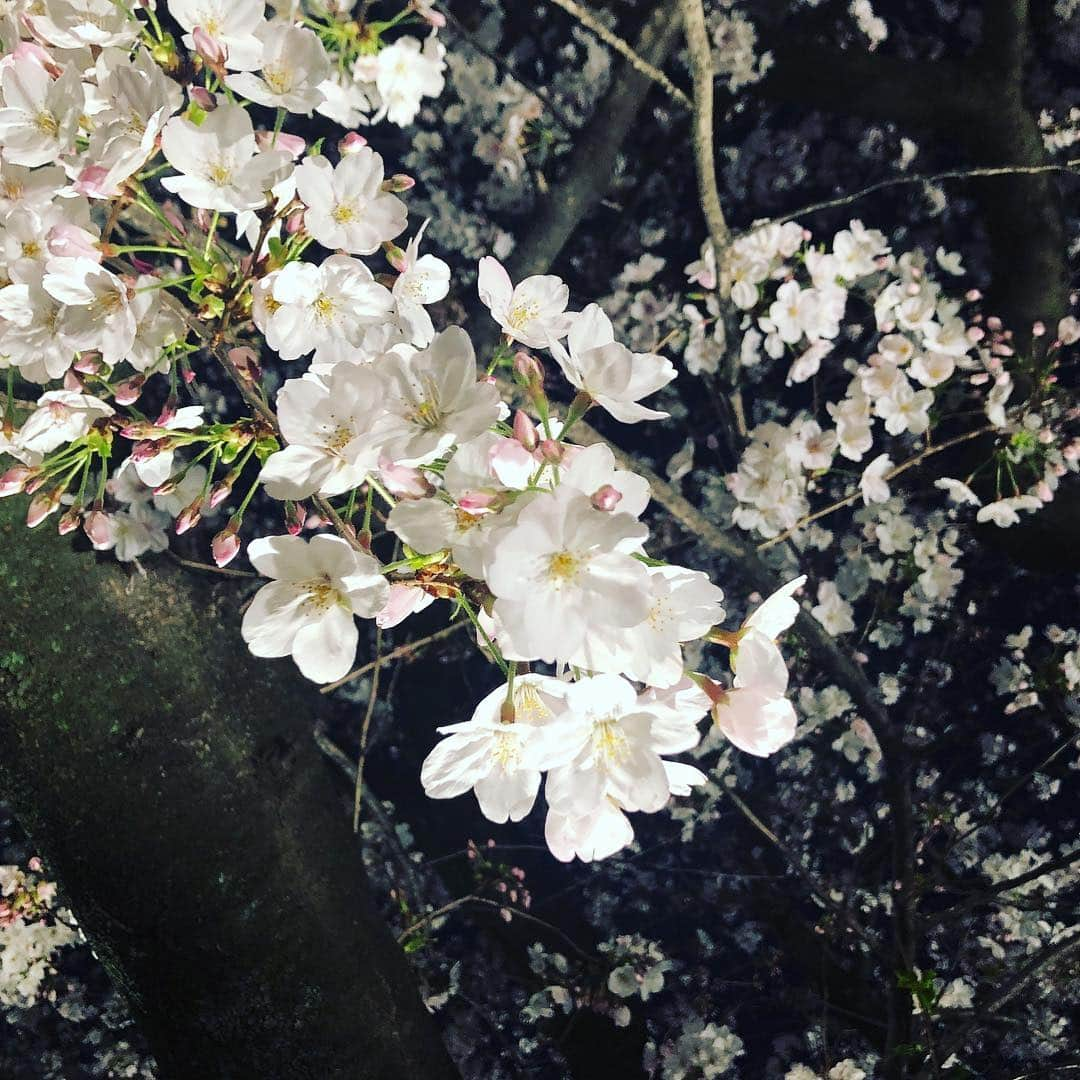 深瀬智聖さんのインスタグラム写真 - (深瀬智聖Instagram)「お花見したり、今年もたくさん桜見れました🌸😊🌸 楽しかったです♫ たくさん寝て充電しまくりました。つまり暇人です✊🏻 😆 働きます！  #桜 #さくら #お花見 #春 #飲みすぎた #平成最後  #熊本 #福岡 #明日から」4月8日 22時45分 - chiseifukase