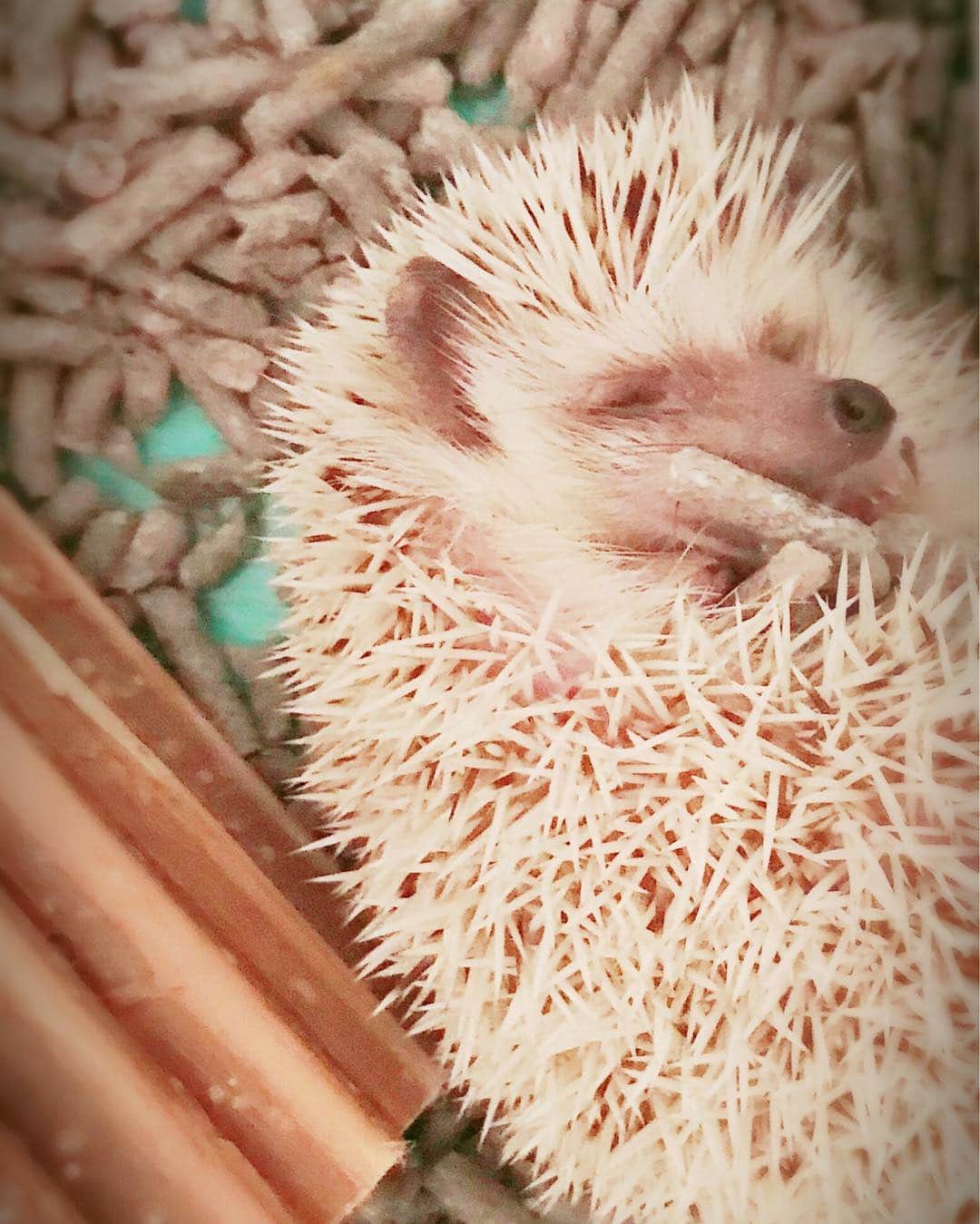 仲田博喜さんのインスタグラム写真 - (仲田博喜Instagram)「4月8日は我が家にハリネズミのおはぎをお迎えした日。  大切な家族。やんちゃで夜中に暴れていつも起こされるけど、いつも癒しをありがとう！！ これからもよろしくねおはぎ(*´꒳`*) #お迎え #一年 #記念日 #ハリネズミ #ペット #家族」4月8日 22時55分 - nakadahiroki1017