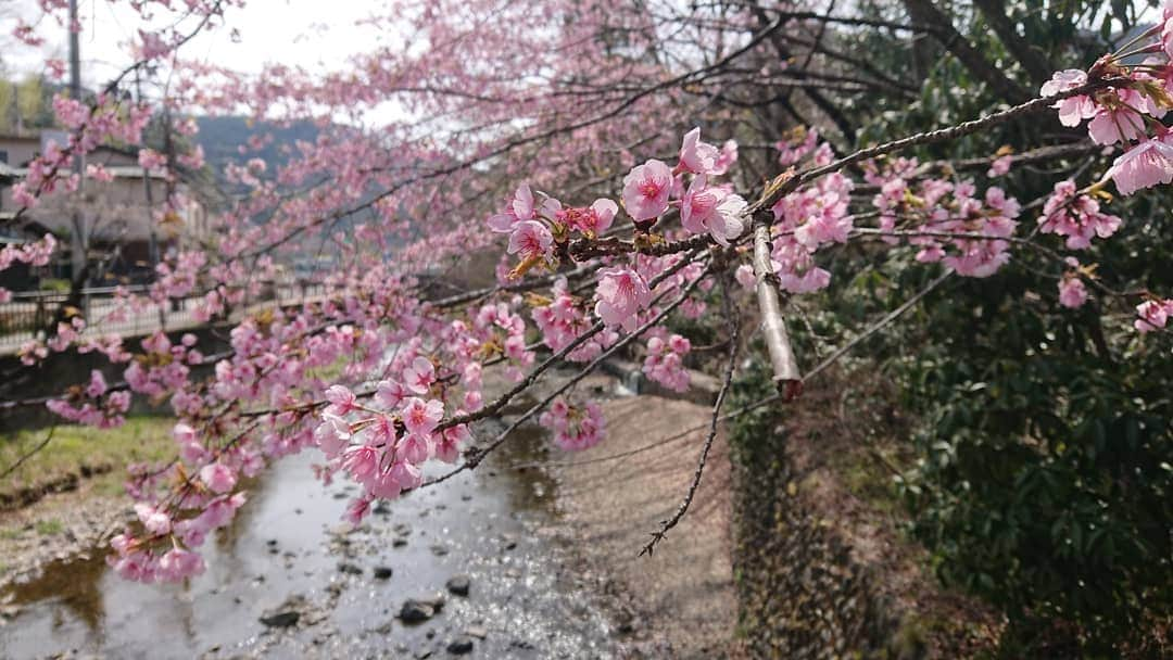 桜花さんのインスタグラム写真 - (桜花Instagram)「高尾山の麓の桜🌸  #高尾山口  #高尾山 #山登り  #山 #ハイキング #のほほん  #桜 #cherrybrossam #mountain  #mountains」3月25日 14時20分 - mountainohka