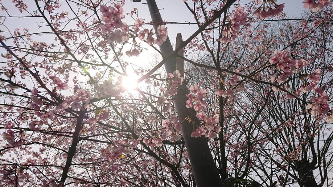 桜花さんのインスタグラム写真 - (桜花Instagram)「高尾山の麓の桜🌸  #高尾山口  #高尾山 #山登り  #山 #ハイキング #のほほん  #桜 #cherrybrossam #mountain  #mountains」3月25日 14時20分 - mountainohka