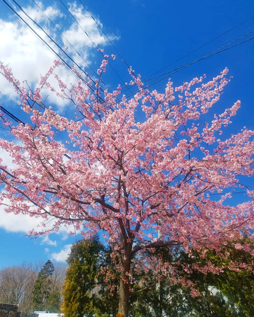 黛実希さんのインスタグラム写真 - (黛実希Instagram)「もうすっかり#春 だね🌸🌸🌸 クローゼットの衣替えしなきゃだけど、なかなか腰が上がらない😂👗💦 今日は勉強day♡ * 드디어#봄 이왔다!!봄봄봄이야~💗 오늘은 공부데이니까 카페가야지 * * * #インスタ映えスポット#韓国#韓国旅行#韓国カフェ#海外好きな人と繋がりたい#韓国コスメ#韓国好きな人と繋がりたい#カメラ女子#明洞カフェ#カメラ好きな人と繋がりたい#좋아요반사#반사#팔로우#맞팔#선팔#소통#맞팔해요#소통해요#셀카#셀스타그램#얼스타그램#데일리룩#followmeto」3月25日 14時28分 - candymiiiki