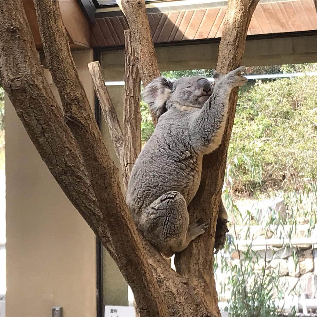 秋本ゆかりさんのインスタグラム写真 - (秋本ゆかりInstagram)「ちょっと前に大阪に行ったので、帰りに神戸に寄り道。 パンダとコアラが一緒に楽しめる日本唯一の動物園ということで #王子動物園 へ。 可愛かった〜〜😍😍 子供たちも大満足のご様子でした☺️ .  #久しぶりの旅#大阪#神戸 #動物園#コアラ🐨#ほぼほぼ寝てたね #パンダ🐼#すんごい笹食べてたな #長女はお土産に買ったコアラのぬいぐるみがお気に入り」3月25日 14時30分 - akimoto_yukari