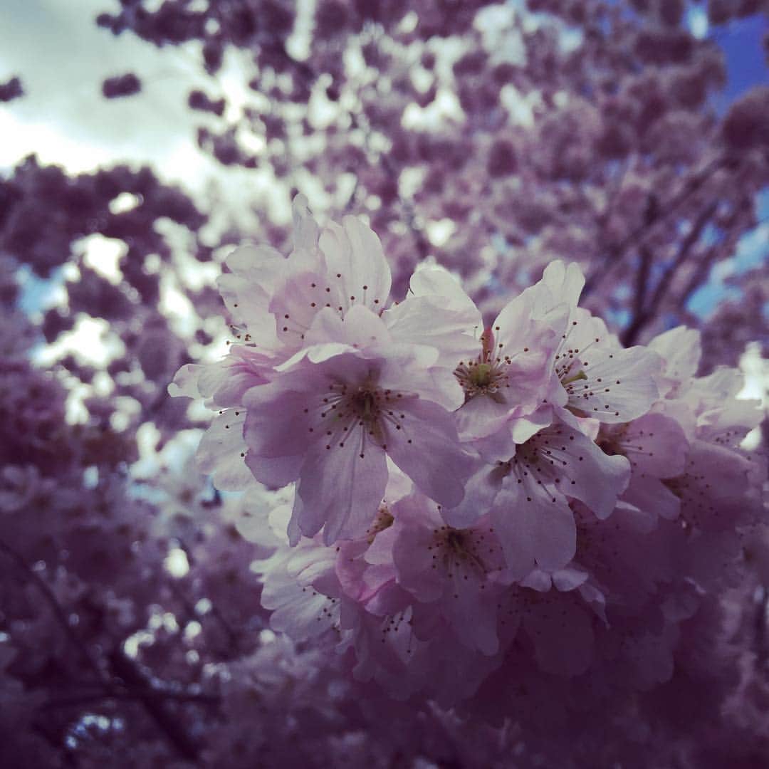 岸田繁さんのインスタグラム写真 - (岸田繁Instagram)「昨日昼」3月25日 14時38分 - kishidashigeru