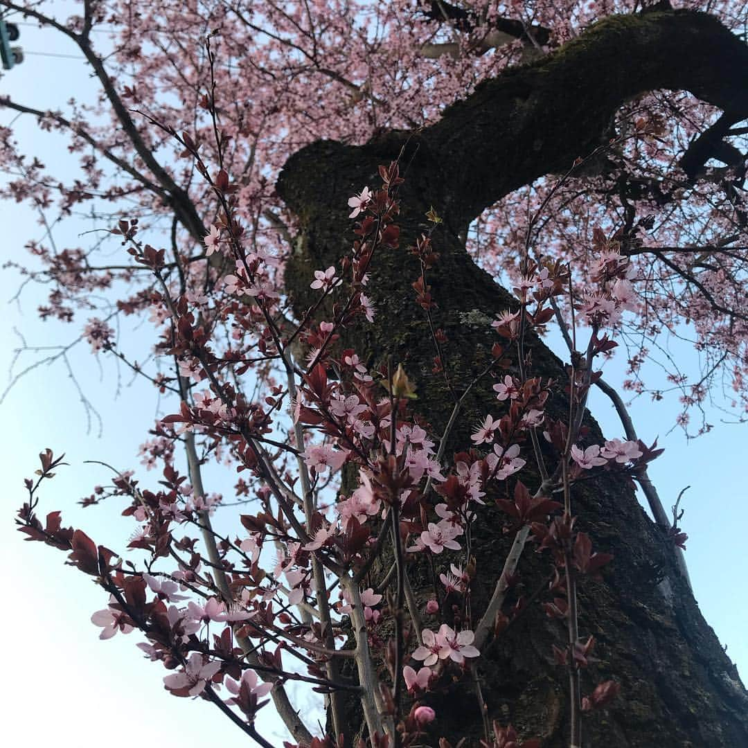 シャロン・ローレンスさんのインスタグラム写真 - (シャロン・ローレンスInstagram)「#cherryblossom spring  is encouraging to me  and also the tree  #kitsalano #haiku」3月25日 14時46分 - sharonelawrence