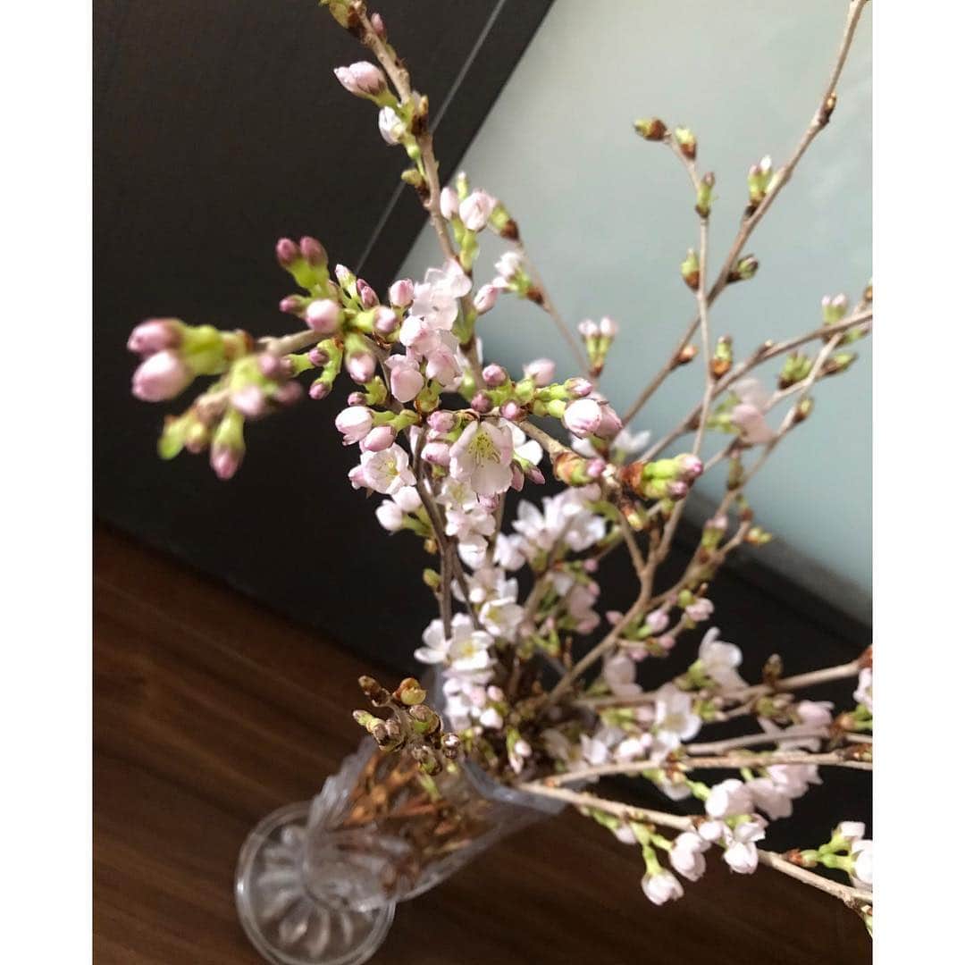 増田有華さんのインスタグラム写真 - (増田有華Instagram)「＊ 我が家に桜が🌸 お花屋さんに売ってるの今年はじめて知りました。 昨日までほぼ蕾だったのに、今日朝見たら少し開花してました。 満開たのしみっ🌸 皆さんお花見しましたか？？ ＊ #桜 #お花見 #開花 #開花宣言 #sakura #japan #japanesegirl #japanese #cawaii #beautiful」3月25日 15時23分 - masuyuka_official