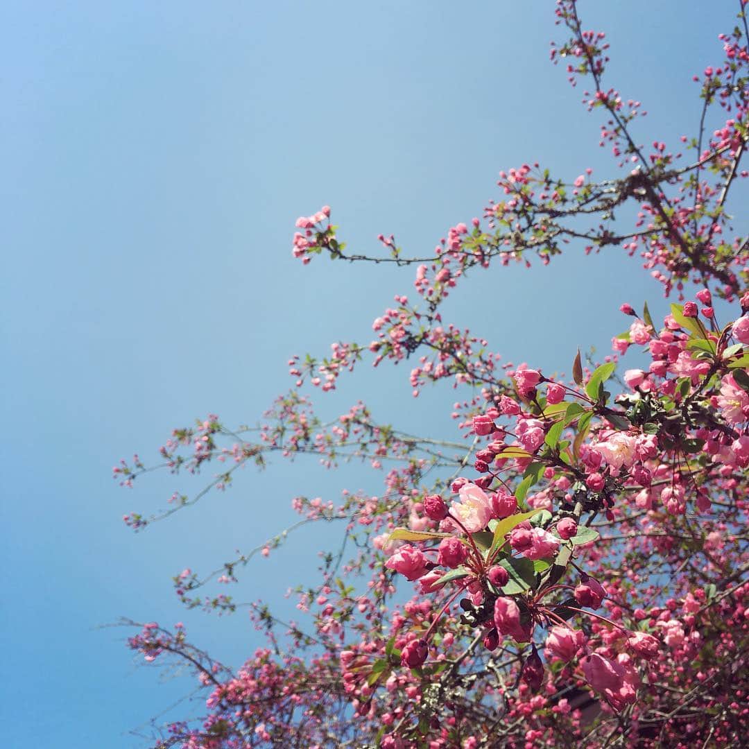 前田有紀さんのインスタグラム写真 - (前田有紀Instagram)「つい最近まで、泣きながら私の後をついてきていた息子は、私の前をぐんぐん歩くようになっている。 今日は朝からオフにして息子と鎌倉をウロウロお散歩。桜も咲き始めたし、散策する人たちで賑やか。 立ち寄った妙本寺では、桜と並んでハナカイドウが見事な咲きっぷりでした。 ・ #鎌倉さんぽ #鎌倉 #妙本寺 #ハナカイドウ」3月25日 15時21分 - yukimaeda0117