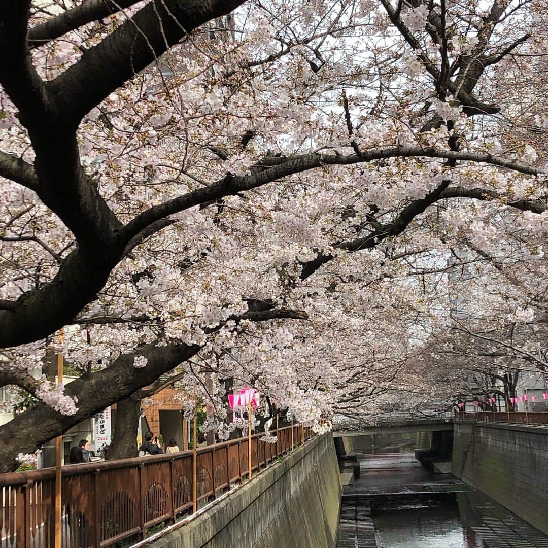 水谷あつしさんのインスタグラム写真 - (水谷あつしInstagram)「本日は稽古もお休み。﻿﻿ ﻿﻿ 目黒川沿いを散歩。﻿﻿ ﻿﻿ まだ少し早いですが、お花見。﻿﻿ ﻿﻿ ソメイヨシノはあともう少しです。﻿﻿ ﻿﻿ カワヅザクラの存在感と可愛さったら。﻿﻿ ﻿﻿ あらら、提灯に、、、﻿﻿ ﻿﻿ 愛されてますね。﻿﻿ ﻿﻿ お散歩日和でしたが、﻿﻿ ﻿﻿ まだ少し寒いから、温かくして見に行って下さいね。﻿ ﻿ ﻿ 中目黒より池尻大橋側の方が咲いていますよー。﻿ ﻿﻿ #目黒川#花見#カワヅザクラ#ソメイヨシノ#中目黒#池尻大橋#桜#櫻#チェリーブラッサム#三部咲き」3月25日 15時26分 - achao726