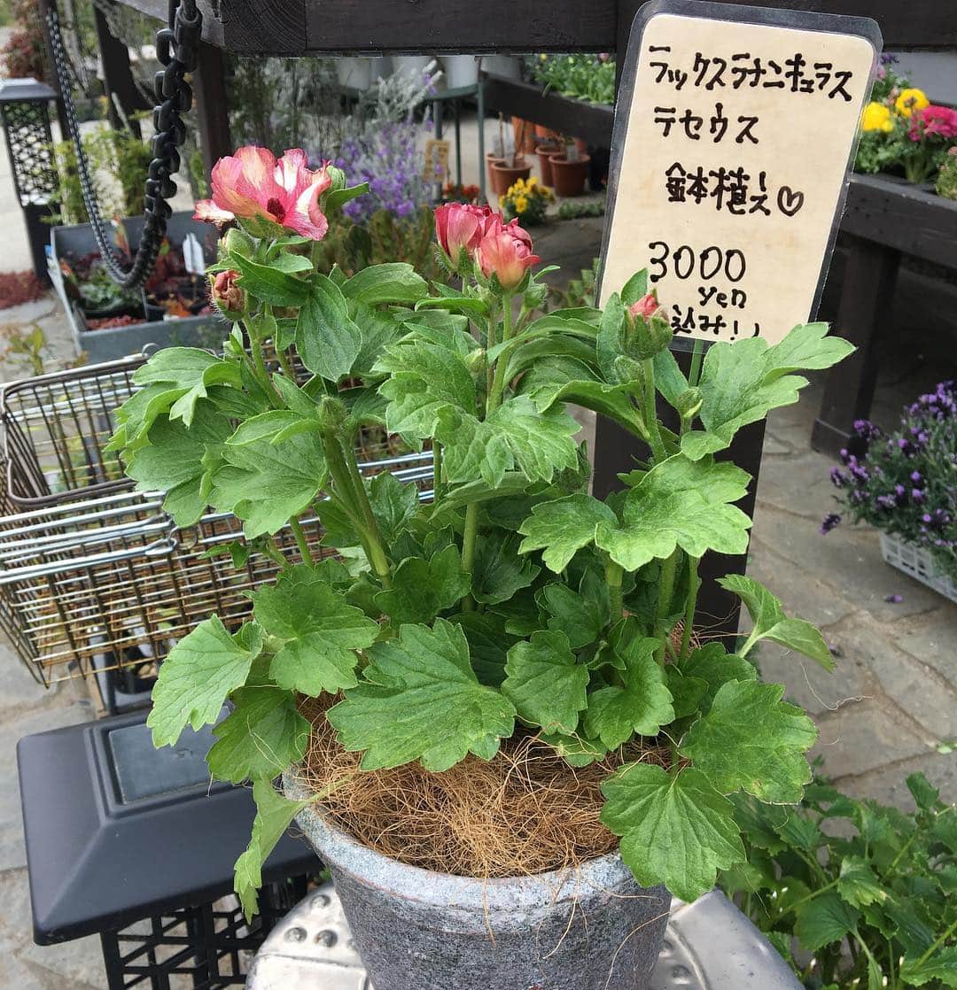 MILLE ECLAT.さんのインスタグラム写真 - (MILLE ECLAT.Instagram)「こんにちは☺︎ . 吉田です✨ . ラックスラナンキュラスのテセウスの鉢植えです🌸 . 自分へのご褒美へ♡ 大事な人への贈り物へ♡ . #flower#flowerstagram#instaflower#コーヒー #💐#☕#千葉県#佐倉市#ユーカリが丘#八千代市#勝田台#臼井#四街道#花屋#フラワーショップ#フローリスト#花のある暮らし#花のある生活#花#花と緑#インテリア#カフェ#cafe#coffee#チューリップ#ハッピーアップスター#寄せ植え#ガーデナー#ラックスラナンキュラス#テセウス」3月25日 15時27分 - mille_eclat