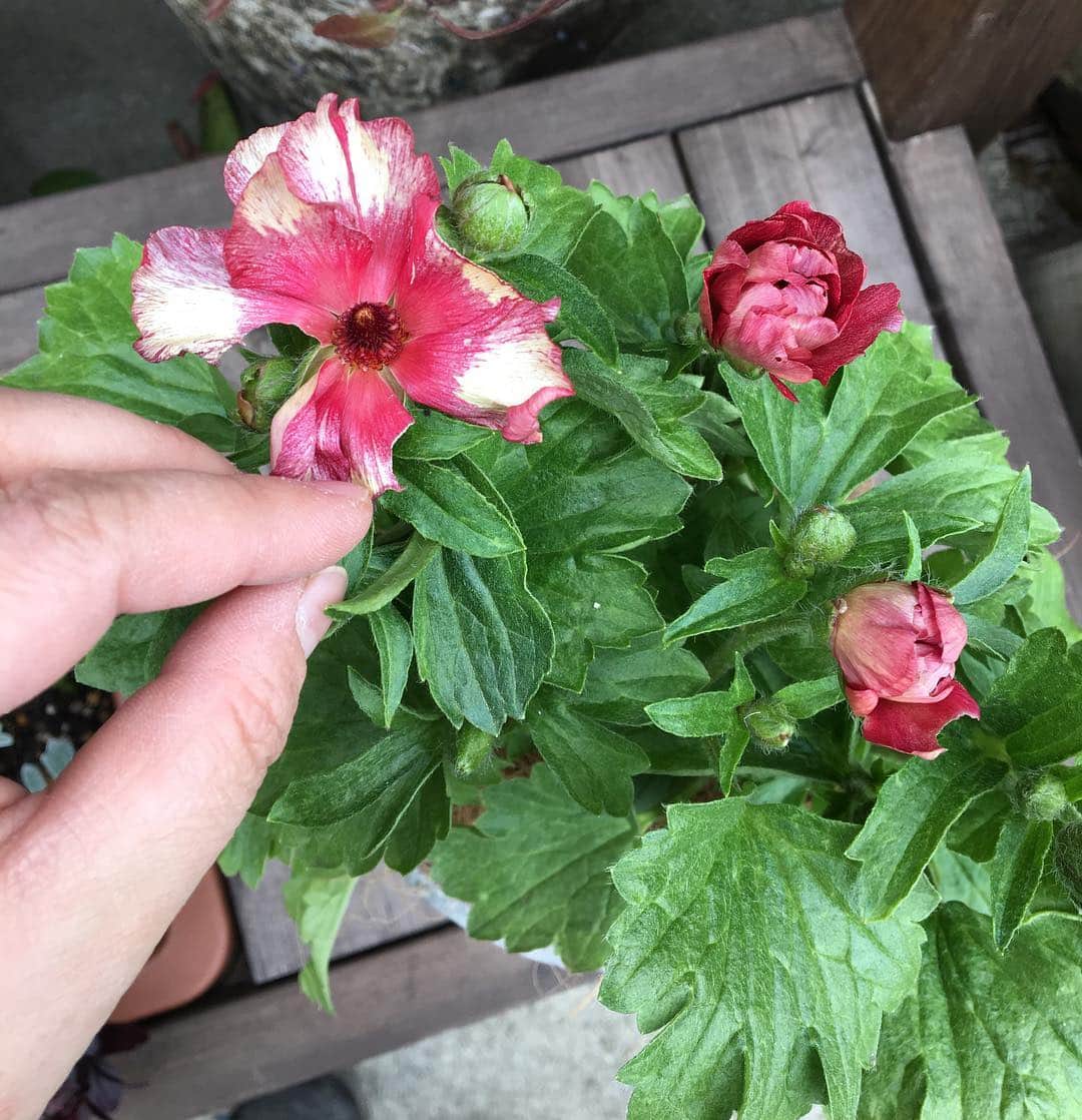 MILLE ECLAT.のグルメインスタ