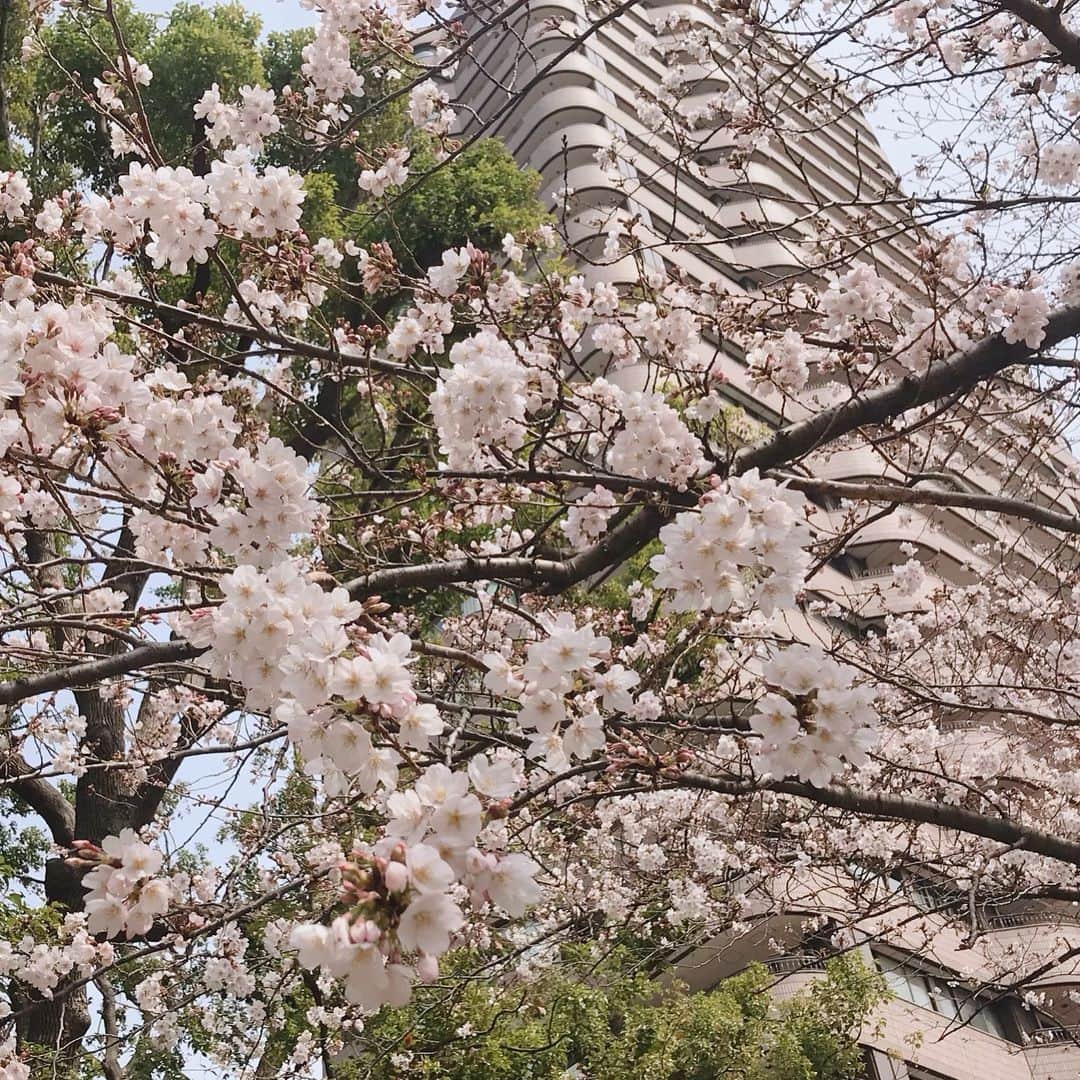 東京マリオットホテルさんのインスタグラム写真 - (東京マリオットホテルInstagram)「【桜の開花情報2019】3月25日13:00現在🌸3分咲き 昨日の好天により開花が進み、木々が少しずつピンクに染まり始めました。  #東京マリオットホテル #tokyomarriott #tokyomarriotthotel #marriott #東京旅行 #至福の時間 #品川 #サクラ #桜 #花見🌸 #お花見 #お花見デート #御殿山 #春が来た #桜祭り  #桜ウェディング #cherryblossom #sakura #桜2019 #sakura2019 #tokyosakura #sakuraseason」3月25日 15時30分 - tokyomarriott