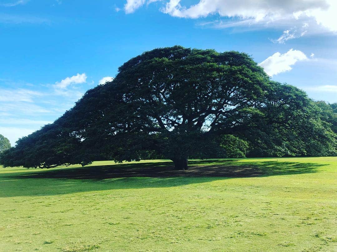 八幡愛さんのインスタグラム写真 - (八幡愛Instagram)「あぁこの公園を維持する為に日立は年間4000万かけてるんだなぁとかしか思わなかった私はこの樹がなんの樹なのかも気にならなくなってしまったのか。  #アル中海を渡る #自分探しの旅はもはやトイレ探しの旅」3月25日 6時42分 - aiainstein