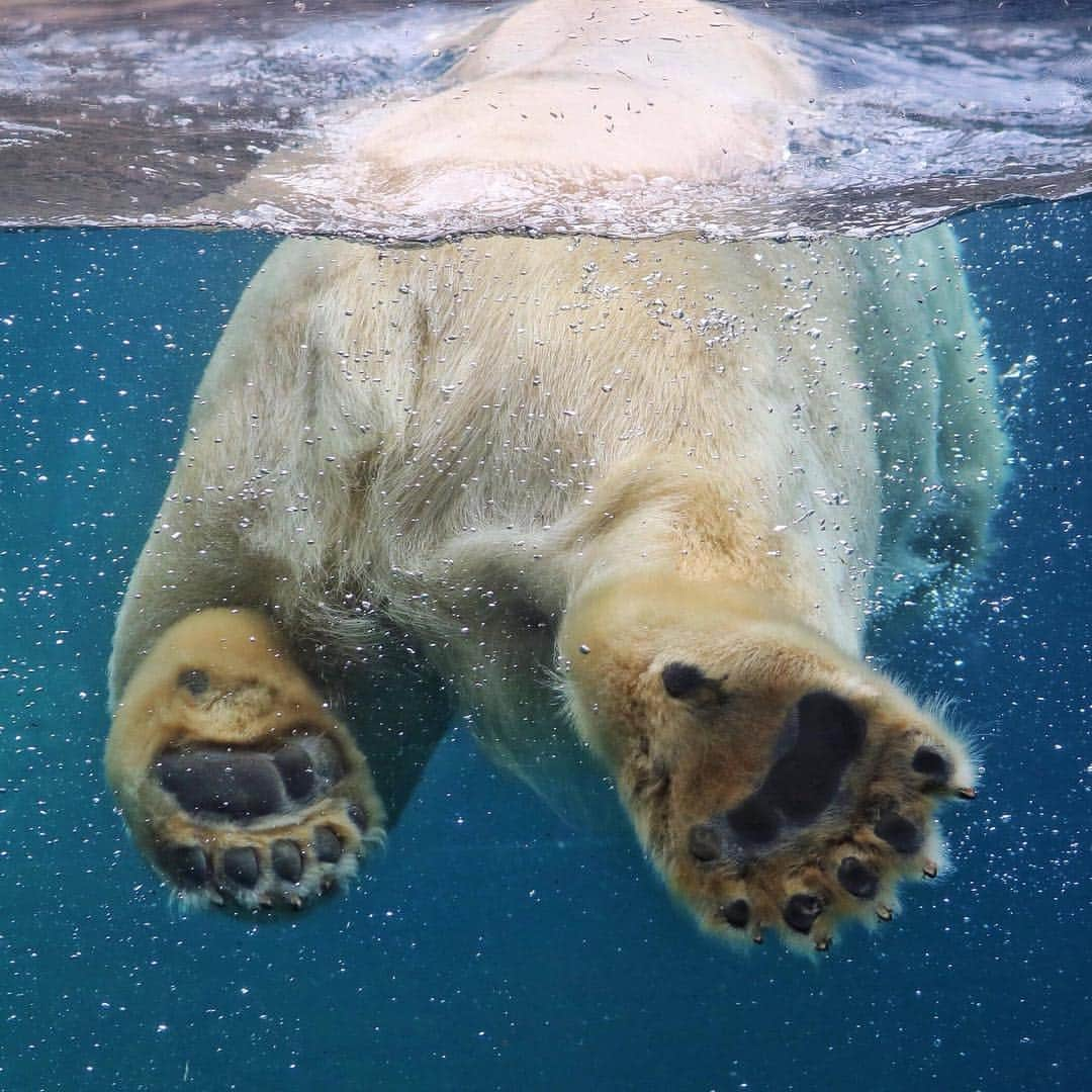 San Diego Zooさんのインスタグラム写真 - (San Diego ZooInstagram)「Sunday Bumday: Arctic Edition  The taxonomic name for polar bears is Ursus maritimus, which means sea bear, a fitting name for these champion swimmers. They have been known to swim more than 60 miles (about 100 kilometers) without rest in search of food, using their broad front feet for paddling and their back legs like rudders to steer. Unfortunately, due to loss of ice, the bears are now having to swim longer distances, as much as a few hundred miles, which takes a toll on their energy and fat storage. #vanillatoebeans #polarbearplunge #sandiegozoo #bearycute #EndExtinction 📷 Liz Sauer」3月25日 7時03分 - sandiegozoo