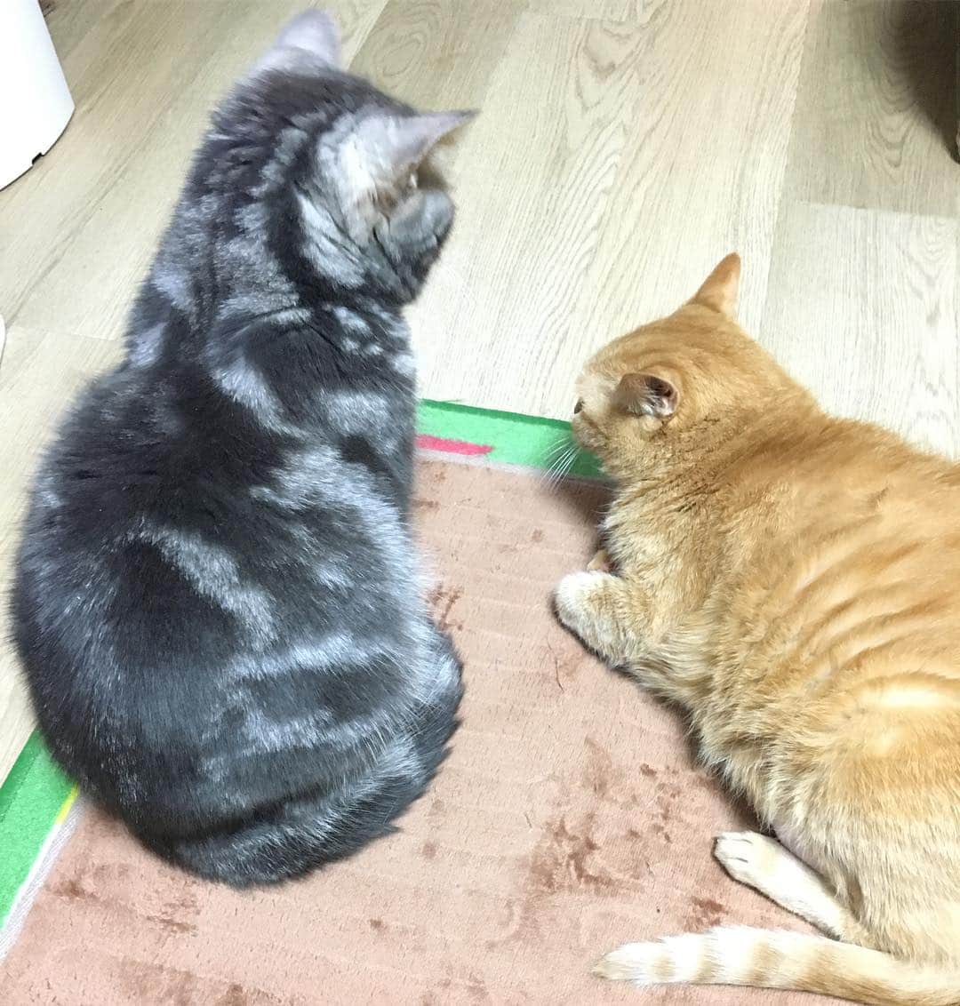 のインスタグラム：「※ Like a mature couple.  #まるで熟年夫婦  Only when they get warm.  #暖をとる時だけ一緒  #今日の英語講座」