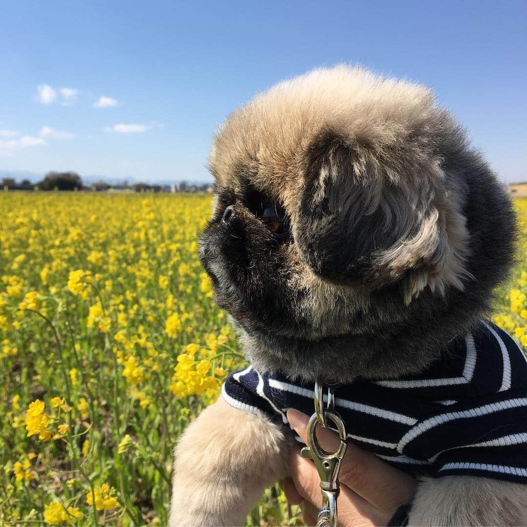 いぶそらさんのインスタグラム写真 - (いぶそらInstagram)「#goodmorning  #近所の菜の花畑 #菜の花フェスタ  #誰もいなかったフェスタ😅 #flower ※ 今週もよろしくお願いします😍」3月25日 7時23分 - ku_ibusora