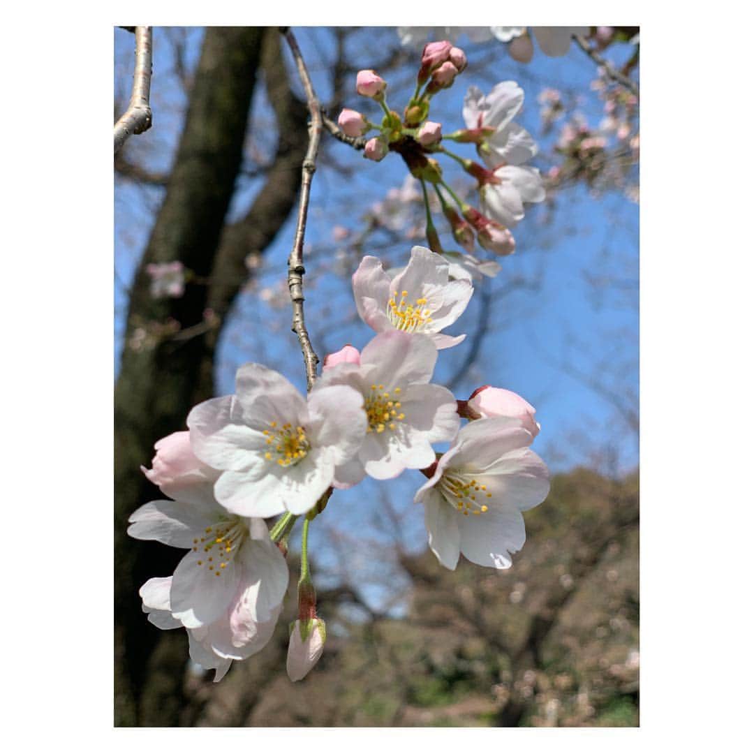 小菅晴香さんのインスタグラム写真 - (小菅晴香Instagram)「・ 桜投稿続いていますが…🌸 ・ 週末はOha!4でお花見🍡🍶 ・ スタッフさんが色々用意してくださり 小さい頃以来の定番お花見ができました🌸 ・ お昼になると蕾が開いてきていて とっても綺麗でした🌸🌸 ・ ・ ・ ・ ・ #oha4newslive #oha4 #おはよん #お花見 #上野公園 #桜 #cherryblossom #sakura #🌸 #内田敦子 #小菅晴香 #フリーアナウンサー #セントフォース」3月25日 7時30分 - haruka.kosuge