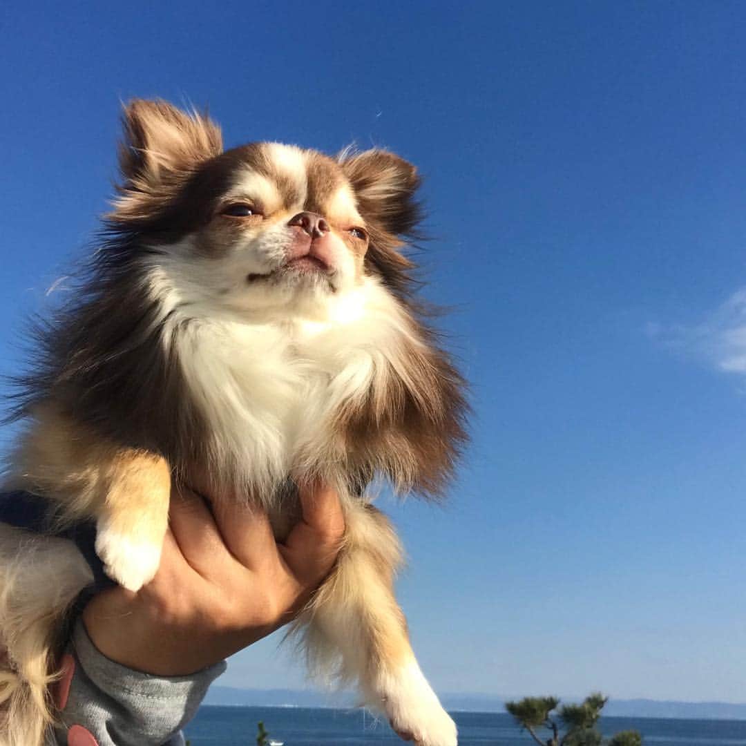 kayoのインスタグラム：「* * キレイな青空☺️ * * Lychee💗 * * #chihuahua#chihuahualove#dog#dogstgram#instadog#チワワ#チワワ大好き * *」