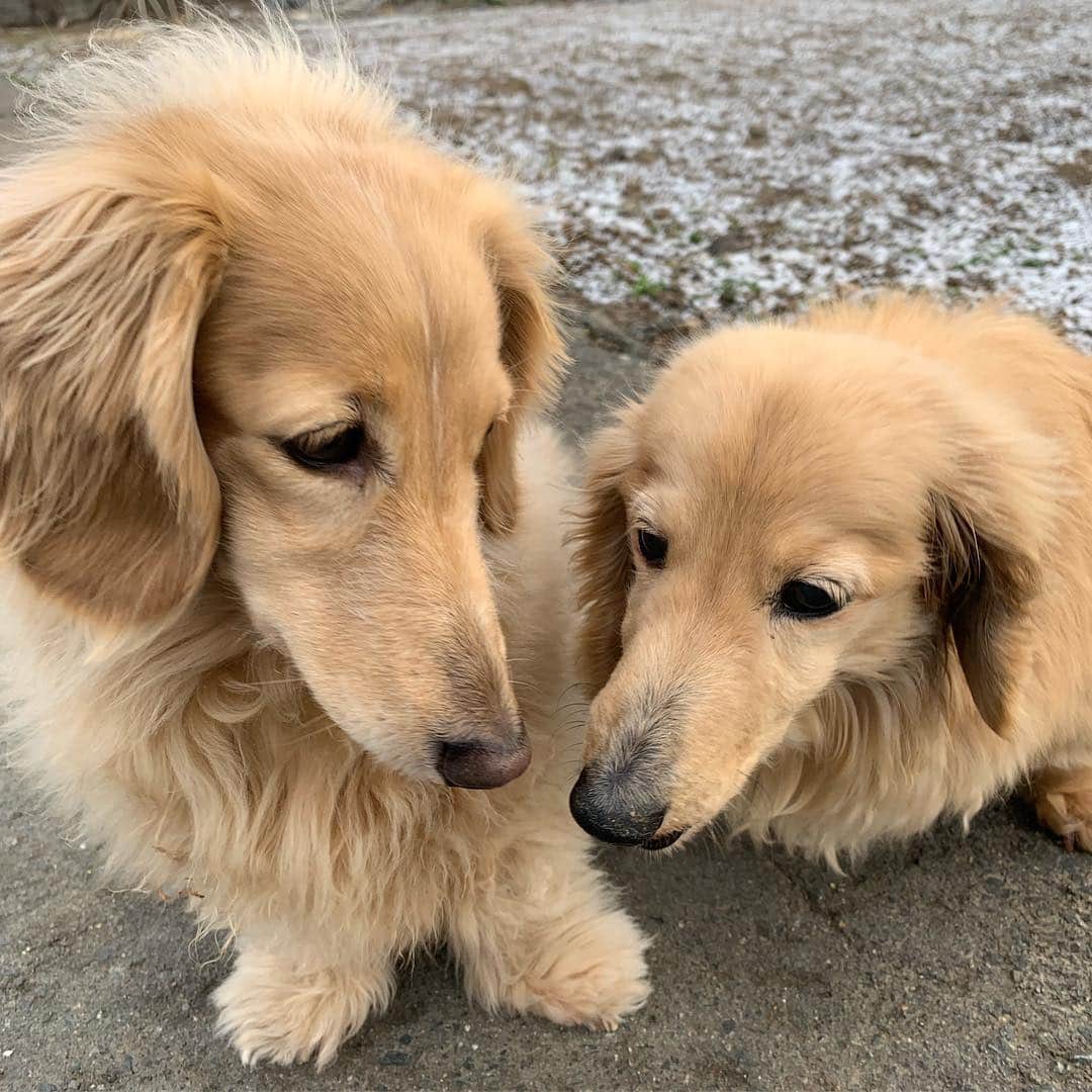 ハッチ＆ニコのインスタグラム：「Good morning ❄️☁️ 今朝も薄っすら白くなってました  #カメラ嫌い同好会 #pecoいぬ部 #犬の生活が第一 #癒しわんこ #dachshund #犬バカ部 #短足部 #ふわもこ部 #tokyocameraclub #東京カメラ部」
