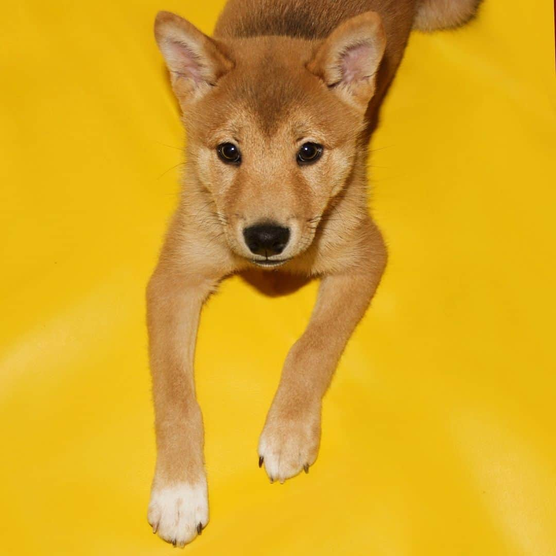 Menswear Dogさんのインスタグラム写真 - (Menswear DogInstagram)「Serving up all my angles for #nationalpuppyday weekend 👀  Which one gives you the feels: 1, 2 or 3?👇」3月25日 7時52分 - mensweardog