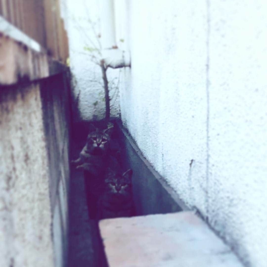 中野敬久さんのインスタグラム写真 - (中野敬久Instagram)「#cats #twins #nora #neko #street」3月25日 7時53分 - hirohisanakano