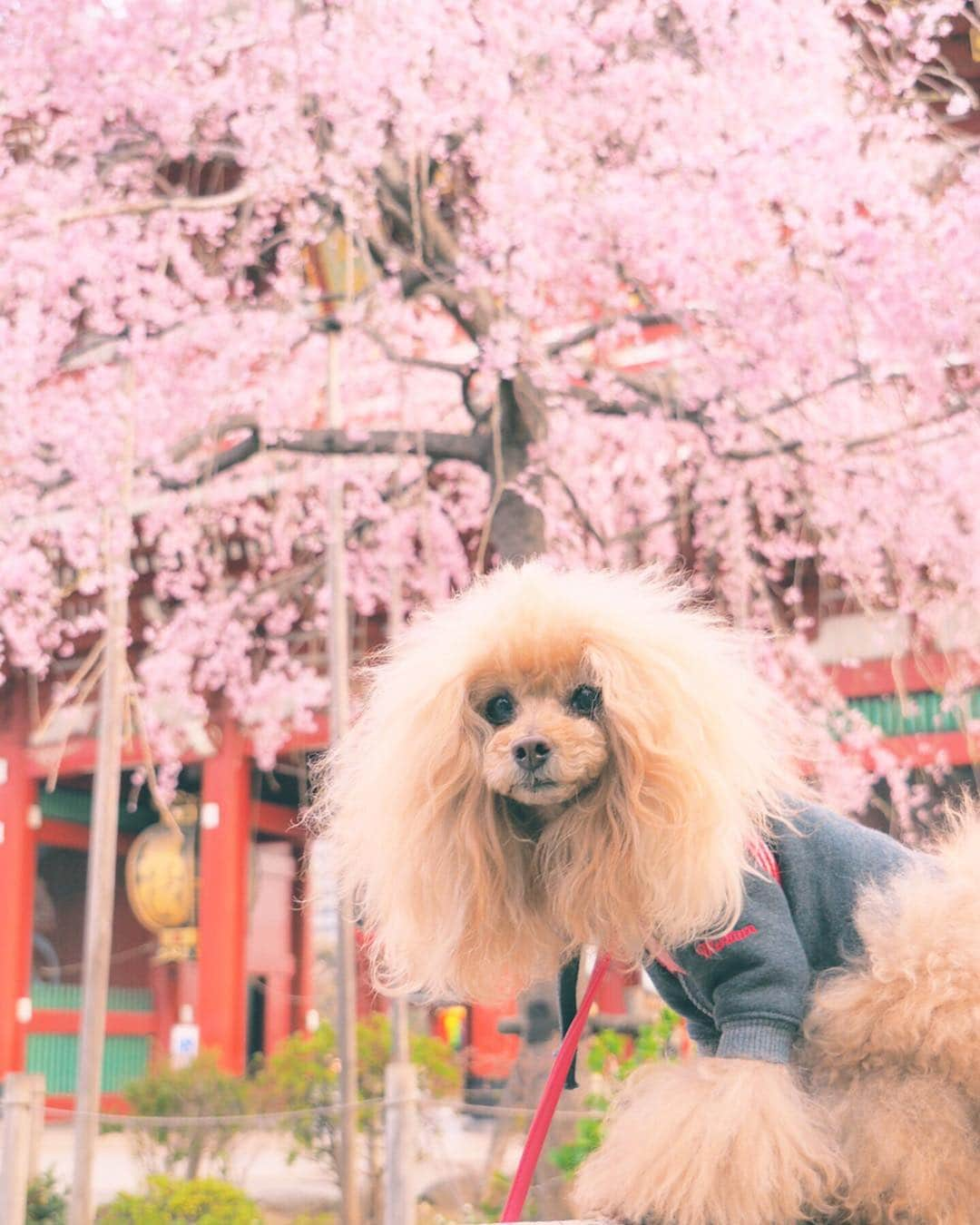 Toypoodle Mikuru?Asakusa Tokyoさんのインスタグラム写真 - (Toypoodle Mikuru?Asakusa TokyoInstagram)「20190325 Monday. Good morning! Friends 🌸 辞めたいな 嗚呼、辞めたいな 辞めたいな... . #三春の滝桜 #宝蔵門  #なめポンからのお誕生日プレゼント . 月曜日の朝はツライ😭」3月25日 7時59分 - purapura299