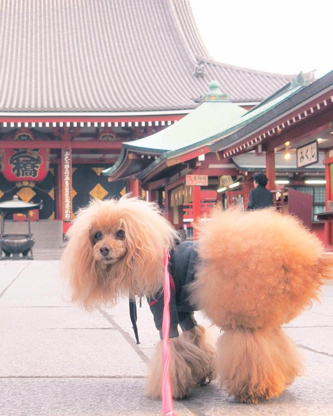 Toypoodle Mikuru?Asakusa Tokyoさんのインスタグラム写真 - (Toypoodle Mikuru?Asakusa TokyoInstagram)「20190325 Monday. Good morning! Friends 🌸 辞めたいな 嗚呼、辞めたいな 辞めたいな... . #三春の滝桜 #宝蔵門  #なめポンからのお誕生日プレゼント . 月曜日の朝はツライ😭」3月25日 7時59分 - purapura299