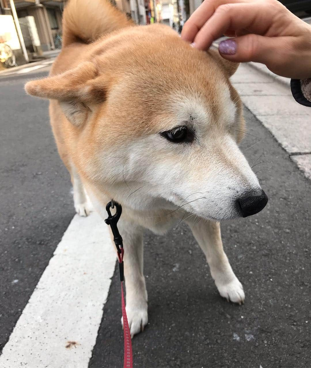 柴犬のモモさんのインスタグラム写真 - (柴犬のモモInstagram)「おはようございます。大好きなお姉さんに撫で撫でされて、情けな顔になるモモさん #いぬ #イヌ #犬 #柴犬 #赤柴 #日本犬 #犬バカ部 #ふわもこ部 #いぬら部 #癒しわんこ #柴犬マニア #犬のいる暮らし #口角キュキュッと部 #shiba #shibainu #shibadog #dogstagram #dogsofinstagram #shibastagram #shibasofinstagram #shibamania #inu #instadog #toyota_dog」3月25日 8時01分 - shi_ba_i_nu_momo