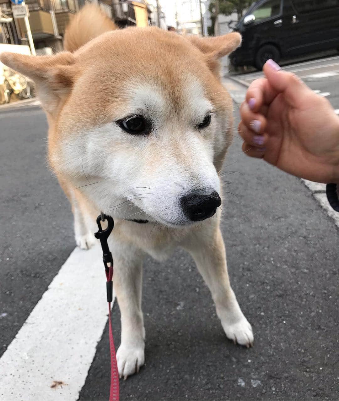 柴犬のモモさんのインスタグラム写真 - (柴犬のモモInstagram)「おはようございます。大好きなお姉さんに撫で撫でされて、情けな顔になるモモさん #いぬ #イヌ #犬 #柴犬 #赤柴 #日本犬 #犬バカ部 #ふわもこ部 #いぬら部 #癒しわんこ #柴犬マニア #犬のいる暮らし #口角キュキュッと部 #shiba #shibainu #shibadog #dogstagram #dogsofinstagram #shibastagram #shibasofinstagram #shibamania #inu #instadog #toyota_dog」3月25日 8時01分 - shi_ba_i_nu_momo