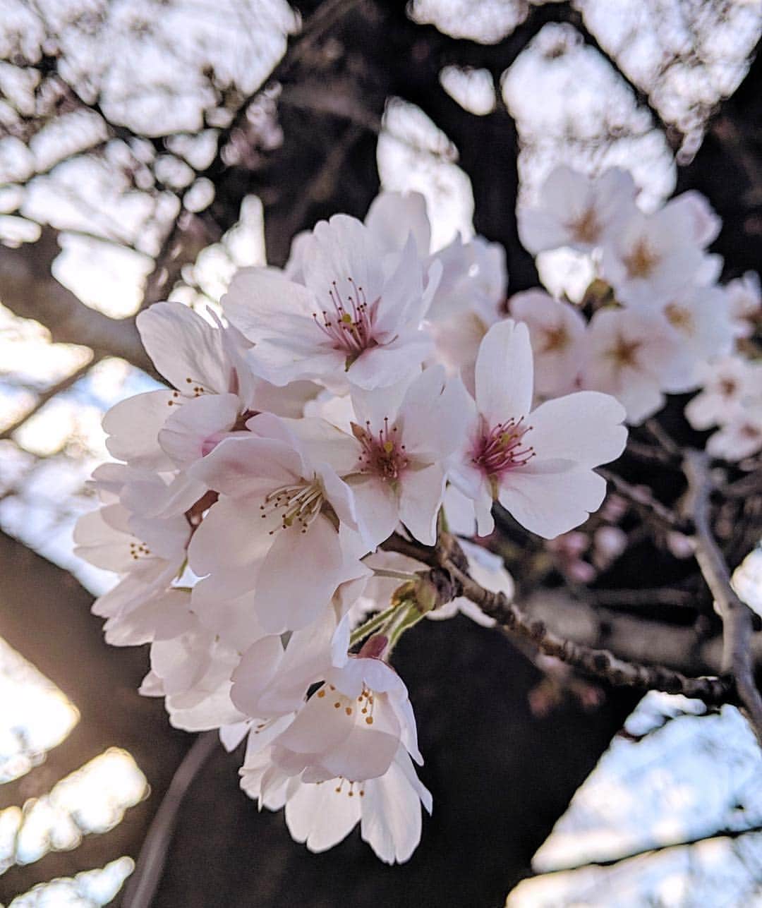 よみうりランドさんのインスタグラム写真 - (よみうりランドInstagram)「【園内の桜だより】 3月24日（日）の桜状況　開花しました！（咲き始め）  #よみうりランド #東京 #Tokyo  #Japan #amusementpark #イルミネーション #ジュエルミネーション #jewellumination  #ファミリー #家族 #遊園地 #休日 #小旅行 #女子旅 #観光 #観光スポット #観光地 #instagood #insta #インスタ映えスポット #宝石イルミ #いいねしてね #海外旅行大好き #桜 #flowers #花 #春 #花見 #Cherryblossoms #サクラ」3月25日 8時02分 - yomiuriland