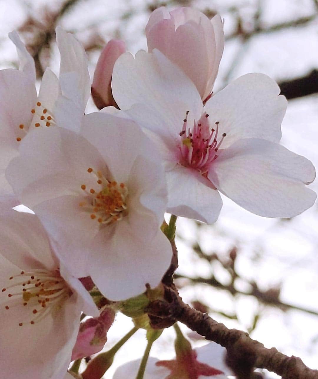 よみうりランドさんのインスタグラム写真 - (よみうりランドInstagram)「【園内の桜だより】 3月24日（日）の桜状況　開花しました！（咲き始め）  #よみうりランド #東京 #Tokyo  #Japan #amusementpark #イルミネーション #ジュエルミネーション #jewellumination  #ファミリー #家族 #遊園地 #休日 #小旅行 #女子旅 #観光 #観光スポット #観光地 #instagood #insta #インスタ映えスポット #宝石イルミ #いいねしてね #海外旅行大好き #桜 #flowers #花 #春 #花見 #Cherryblossoms #サクラ」3月25日 8時02分 - yomiuriland