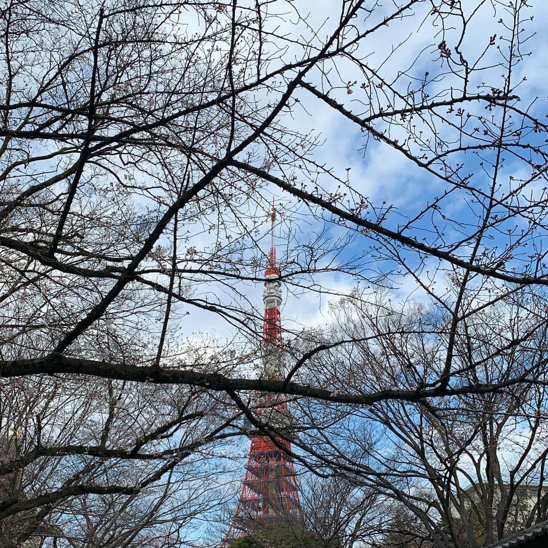 くろさんのインスタグラム写真 - (くろInstagram)「🚌🗼🌸たわ！ #🗼 #tokyotower #東京タワー #芝公園 #増上寺 #zojoji #shibapark #hatobus #cherryblossom #はとバス #ハトバス #桜と東京タワー #東京タワーと桜 #tokyo_instagram」3月25日 8時15分 - m6bmw