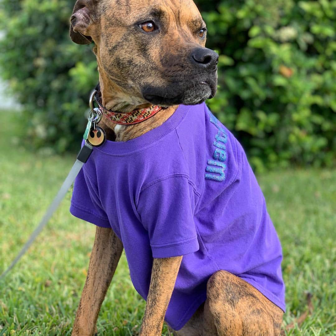 ケイ・パナベイカーさんのインスタグラム写真 - (ケイ・パナベイカーInstagram)「Yes, I did buy Berger a Disney spirit shirt. No, she is not my dog. Yes, I did take her outside for a photo shoot. No, she does not like sitting in the grass. Yes, she loves to lay in the sun. I am now contemplating getting a matching one for myself..... @adognamedberger」3月25日 8時29分 - kaypanabaker