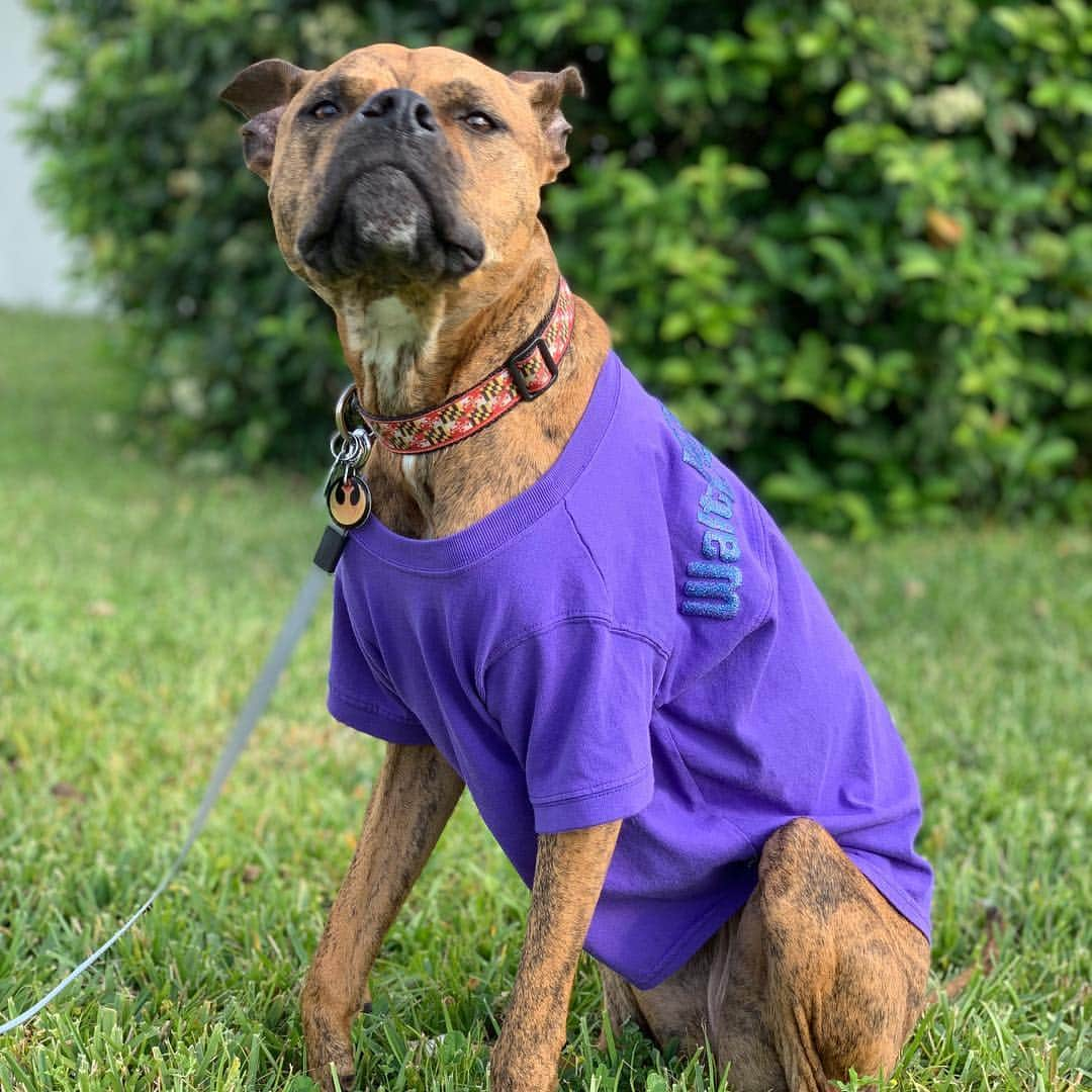 ケイ・パナベイカーさんのインスタグラム写真 - (ケイ・パナベイカーInstagram)「Yes, I did buy Berger a Disney spirit shirt. No, she is not my dog. Yes, I did take her outside for a photo shoot. No, she does not like sitting in the grass. Yes, she loves to lay in the sun. I am now contemplating getting a matching one for myself..... @adognamedberger」3月25日 8時29分 - kaypanabaker