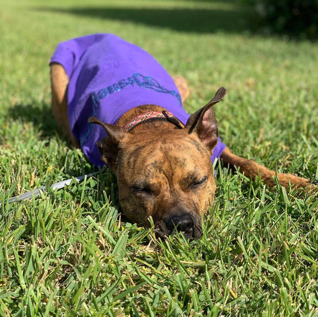 ケイ・パナベイカーのインスタグラム：「Yes, I did buy Berger a Disney spirit shirt. No, she is not my dog. Yes, I did take her outside for a photo shoot. No, she does not like sitting in the grass. Yes, she loves to lay in the sun. I am now contemplating getting a matching one for myself..... @adognamedberger」