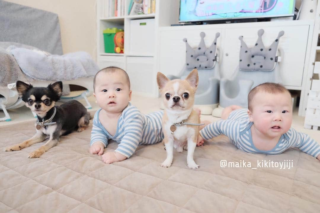 maika_kikitoyjijiさんのインスタグラム写真 - (maika_kikitoyjijiInstagram)「. Jiji&Sou&Toy&Yuu . Good morning♡ . おはようございます♡ 皆さま、素敵な1日を…✨ . . #犬と子供 #子供と犬 #instakids #chihuahua #dog #チワワ #犬 #치와와 #weeklyfluff #ふわもこ部 #IGersJP #dogstagram #chihuahuaoftheday #fujifilm #fujifilm_xseries #今日もX日和 #ミラーレス #tokyocameraclub #東京カメラ部 #犬バカ部 #whim_fluffy #dog_features #dogsofinstagram #いぬすたぐらむ #犬と赤ちゃん #赤ちゃんと犬 #子育て #双子 #ママスタグラム  #twins」3月25日 8時42分 - maika_kikitoyjiji