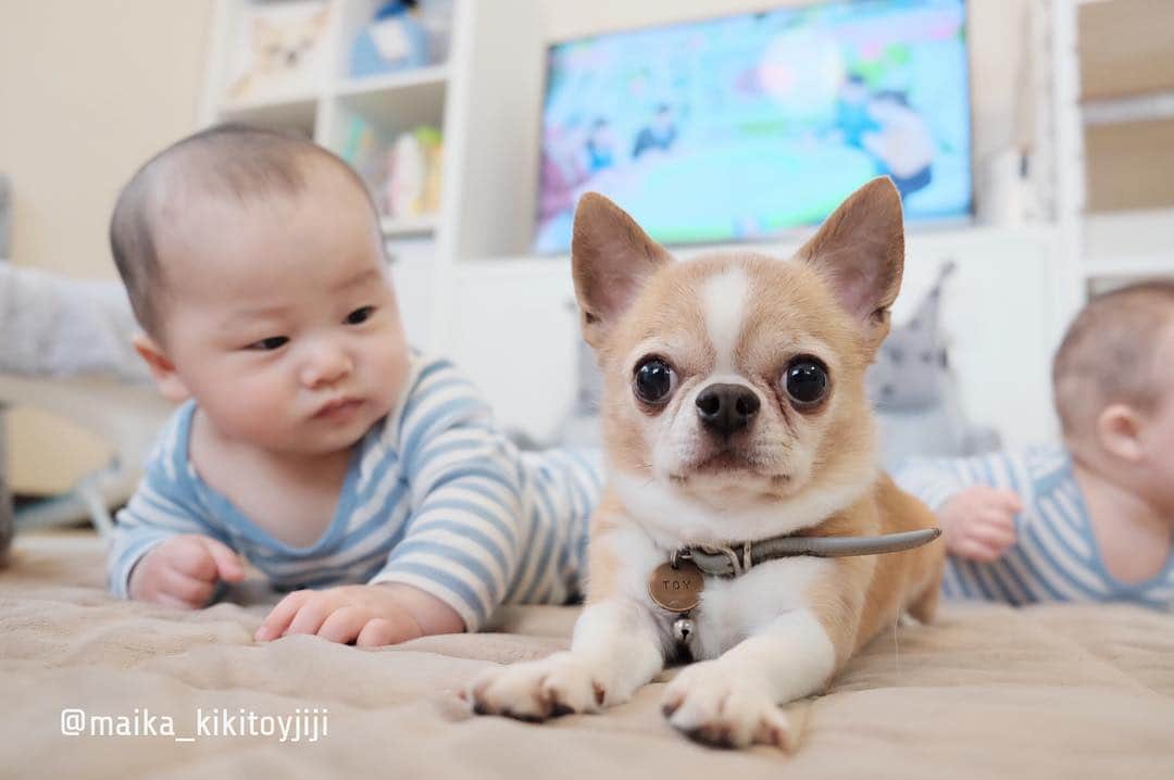 maika_kikitoyjijiさんのインスタグラム写真 - (maika_kikitoyjijiInstagram)「. Sou&Toy . めちゃくちゃにされるのも 時間の問題かな〜😅💦 そうちゃんに すごい見られてる…笑👀‼︎‼︎ . オトンさん、 今は余裕でスカした 顔してるよ〜😂👍💓 . かっちょいいよ♡ いつも良い子ちゃんしてくれて ありがとう😊♡ . . #犬と子供 #子供と犬 #instakids #chihuahua #dog #チワワ #犬 #치와와 #weeklyfluff #ふわもこ部 #IGersJP #dogstagram #chihuahuaoftheday #fujifilm #fujifilm_xseries #今日もX日和 #ミラーレス #tokyocameraclub #東京カメラ部 #犬バカ部 #whim_fluffy #dog_features #dogsofinstagram #いぬすたぐらむ #犬と赤ちゃん #赤ちゃんと犬 #子育て #双子 #ママスタグラム #twins」3月25日 8時47分 - maika_kikitoyjiji