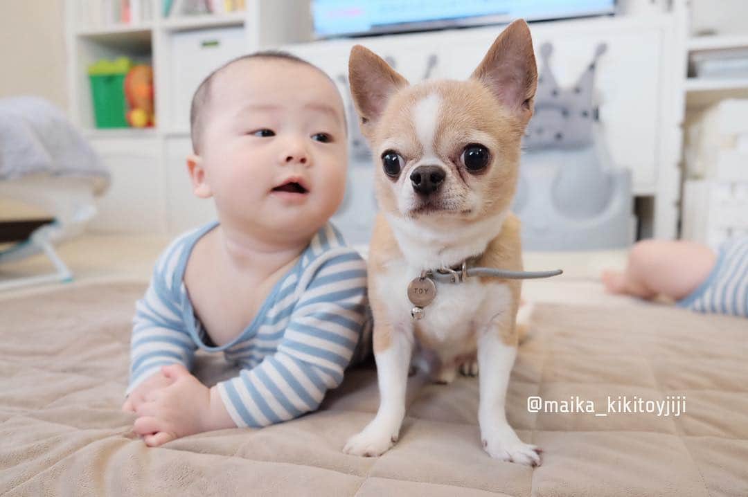maika_kikitoyjijiさんのインスタグラム写真 - (maika_kikitoyjijiInstagram)「. Sou&Toy . めちゃくちゃにされるのも 時間の問題かな〜😅💦 そうちゃんに すごい見られてる…笑👀‼︎‼︎ . オトンさん、 今は余裕でスカした 顔してるよ〜😂👍💓 . かっちょいいよ♡ いつも良い子ちゃんしてくれて ありがとう😊♡ . . #犬と子供 #子供と犬 #instakids #chihuahua #dog #チワワ #犬 #치와와 #weeklyfluff #ふわもこ部 #IGersJP #dogstagram #chihuahuaoftheday #fujifilm #fujifilm_xseries #今日もX日和 #ミラーレス #tokyocameraclub #東京カメラ部 #犬バカ部 #whim_fluffy #dog_features #dogsofinstagram #いぬすたぐらむ #犬と赤ちゃん #赤ちゃんと犬 #子育て #双子 #ママスタグラム #twins」3月25日 8時47分 - maika_kikitoyjiji