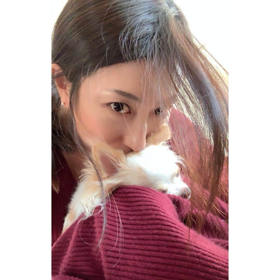 朝風れいさんのインスタグラム写真 - (朝風れいInstagram)「時系列巻き戻しな感じで写真並んでますが、昨日の夕方、東京に帰ってきて、くるみを迎えに行ってきました🐕 今回は丸々会えてない日にちが2日間という短めではあったけれど、私はくるみ不足で、寂しかったよ😂 ・ ・ ①父の膝の上でモデルのようなくるたん ②甘え上手w ③帰ってすぐに膝の上で寝だすくるみさん ④実家だと朝早くて、寝不足らしい😅 ってか、ピント、膝やんw ⑤貞子 ⑥くるみに対しては、1オクターブ上の、ハイトーンボイス🎼🎵 ・ ・ ・ 今日はくるみの2歳と3ヶ月Birthday🎂 楽しみな予定も待ってます♡ ・ ・ #くるみ #宝物 #チワワ #chiwawa #2歳 と #3ヶ月 #birthday #クリスマス生まれ #チワワ部 #いぬすたぐらむ #親バカ部 #犬バカ部 #わんこなしでは生きていけません」3月25日 8時59分 - rei.wd