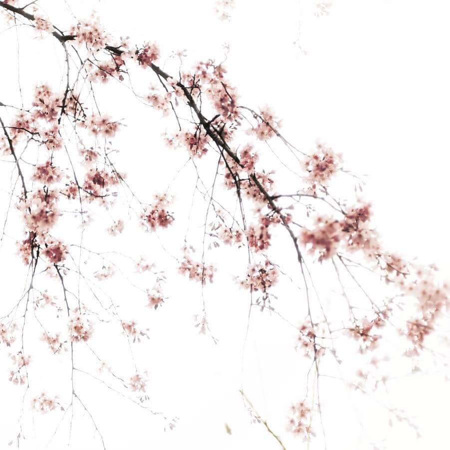 ব•͜͜͠. ಌ੩oʞǝʞɐのインスタグラム：「2019.3.25 mon*  帰って来たら冬に逆戻りでしたが、 もう桜が咲いてましたー ´◡͐` #tokyo #sakura #cherryblossom #六義園 #igersjp #ig_japan #igdaily #instagramjapan #instagramhub #flower #floweroflife #桜 #SONY #sonynex5t #oldlens #Carlzeiss #carlzeissjena #carlzeisslenses #carlzeissjenaflektogon #枝垂れ桜  #sapporo #hokkaido」