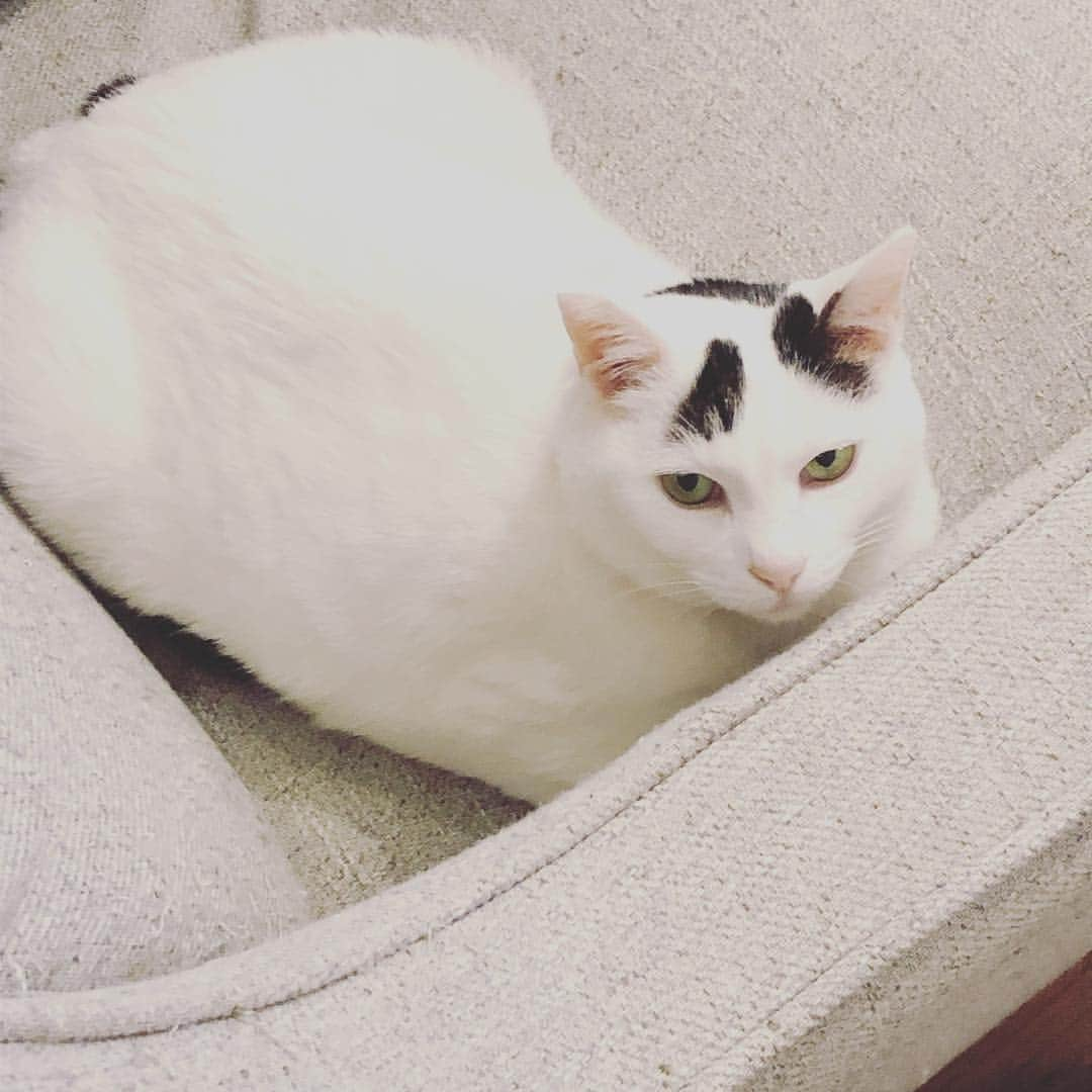 Siznaさんのインスタグラム写真 - (SiznaInstagram)「#dura #cat #づら #猫 #sizna #雑種 #元地域猫 #ヅラ #ヅラ猫 #ヅラ猫部 #にゃんスタグラム #猫変態を増やそうの会 #保護色」3月25日 9時05分 - dura0227