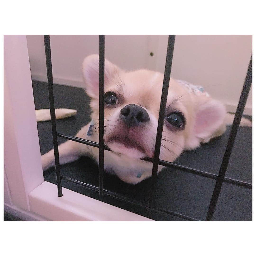 有明ゆなさんのインスタグラム写真 - (有明ゆなInstagram)「おはよう☀ . . . . #愛犬 #ちわわ #ちわわ多頭飼い #チワワ #チワワちゃん #ちわわ多頭飼い #チワワ画像 #チワワ多頭飼い #いぬ #いぬすたぐらむ #いぬバカ部 #犬 #イヌスタグラム #イヌ #イヌスタグラ厶 #dog #dogstagram #dogs #instadog #gm #goodmorning #おはよう」3月25日 9時09分 - ariake_yuna