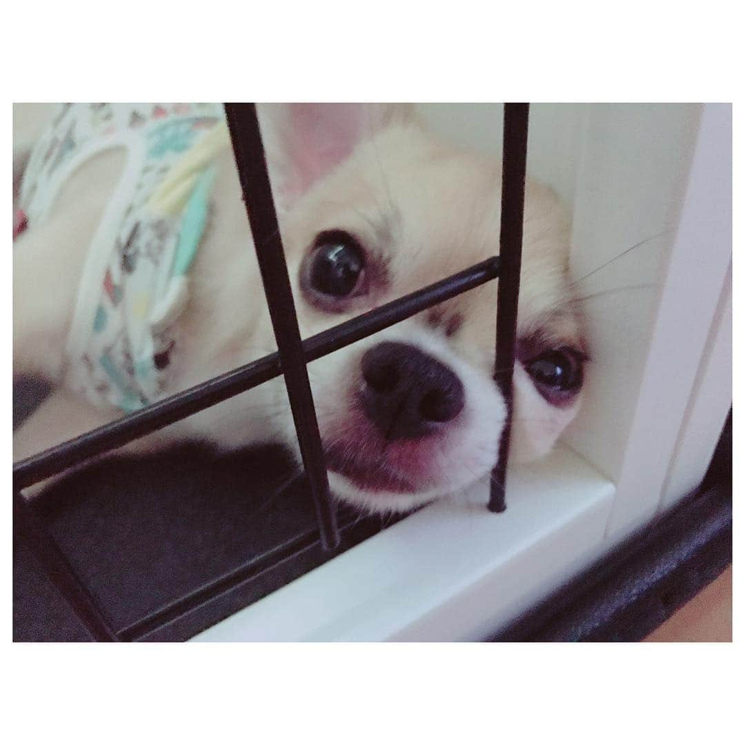 有明ゆなさんのインスタグラム写真 - (有明ゆなInstagram)「おはよう☀ . . . . #愛犬 #ちわわ #ちわわ多頭飼い #チワワ #チワワちゃん #ちわわ多頭飼い #チワワ画像 #チワワ多頭飼い #いぬ #いぬすたぐらむ #いぬバカ部 #犬 #イヌスタグラム #イヌ #イヌスタグラ厶 #dog #dogstagram #dogs #instadog #gm #goodmorning #おはよう」3月25日 9時09分 - ariake_yuna