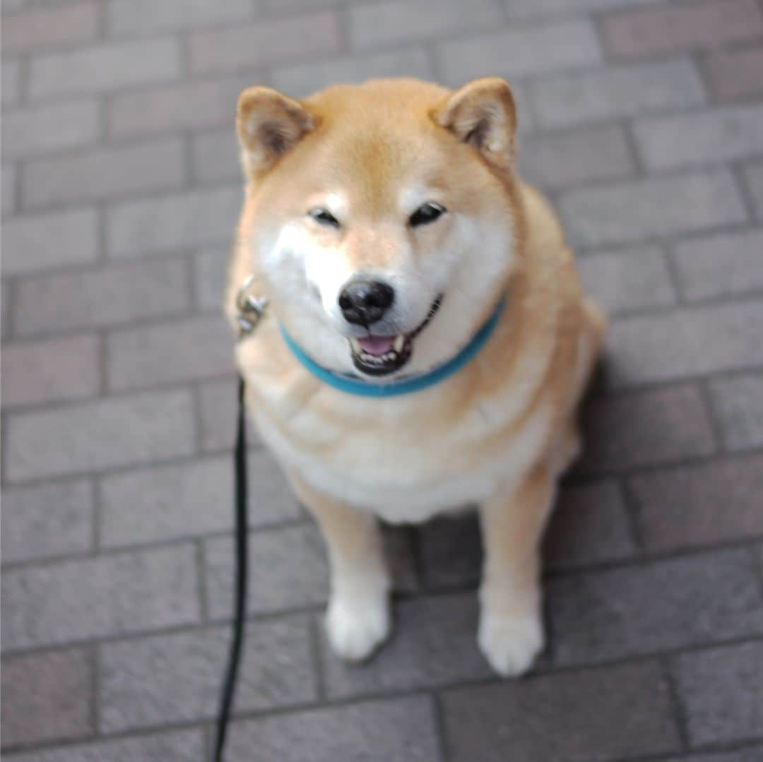 まる（まるたろう）さんのインスタグラム写真 - (まる（まるたろう）Instagram)「Smiles makes us happy.✨🐶☺️✨忙しい月末の月曜日だからこそ笑って過ごそうね〜 #笑う門にはまる来たる #今日はお給料日なんでしょ #ふふふ☺️ #無駄遣いしちゃダメよ #月曜日は笑顔で頑張る日」3月25日 9時23分 - marutaro