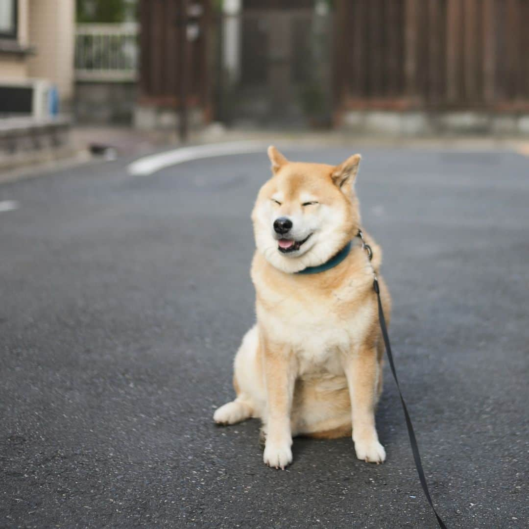 まる（まるたろう）さんのインスタグラム写真 - (まる（まるたろう）Instagram)「Smiles makes us happy.✨🐶☺️✨忙しい月末の月曜日だからこそ笑って過ごそうね〜 #笑う門にはまる来たる #今日はお給料日なんでしょ #ふふふ☺️ #無駄遣いしちゃダメよ #月曜日は笑顔で頑張る日」3月25日 9時23分 - marutaro