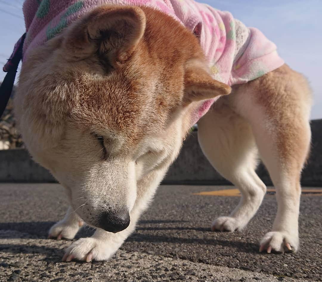 柴子さんのインスタグラム写真 - (柴子Instagram)「おはようございます！ 柴子(仮名)さん、寝てるわけじゃないですよ〜( ˘ω˘) #柴犬　#shibainu #shibastagram」3月25日 9時23分 - senogawadogs