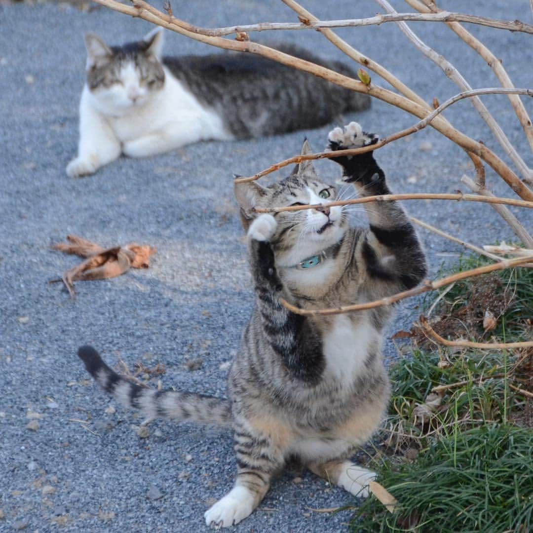 やふさんのインスタグラム写真 - (やふInstagram)「いい顔するねぇ . #cat #neko #catlovers #catsofinstagram #catstagram #instacat #猫 #ねこ #ネコ #保護猫 #新吉」3月25日 9時42分 - kyafy