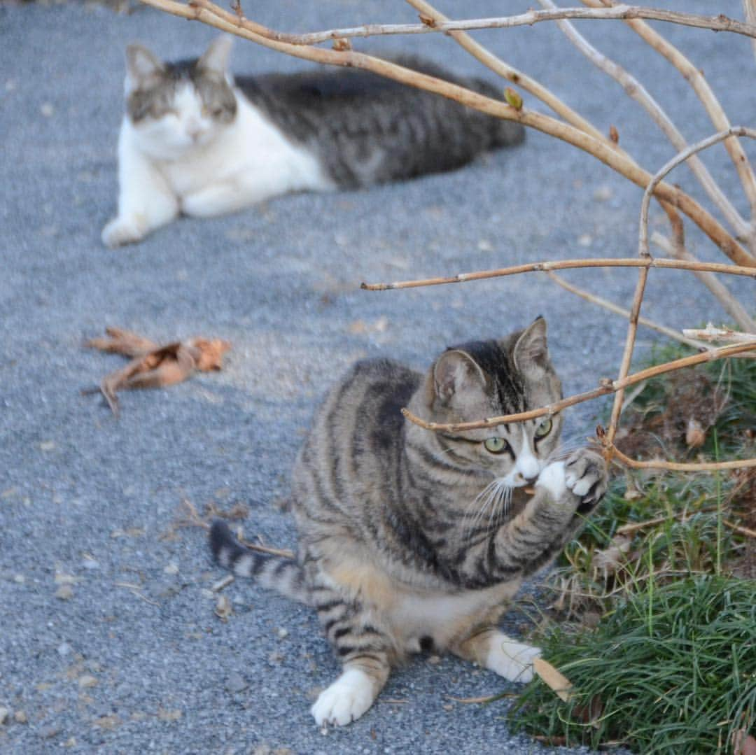 やふさんのインスタグラム写真 - (やふInstagram)「いい顔するねぇ . #cat #neko #catlovers #catsofinstagram #catstagram #instacat #猫 #ねこ #ネコ #保護猫 #新吉」3月25日 9時42分 - kyafy