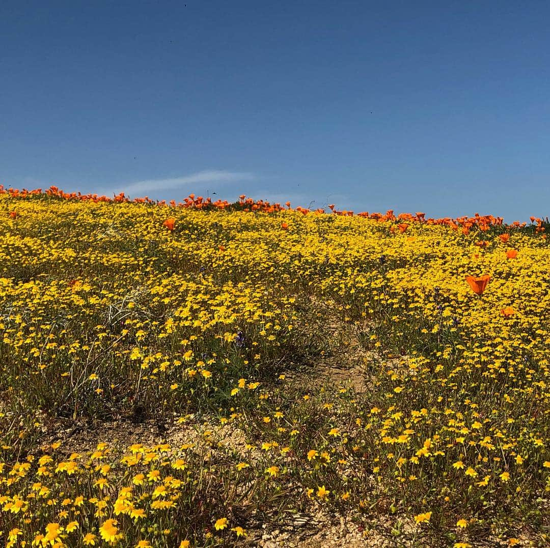 ケイティー・ルクレールさんのインスタグラム写真 - (ケイティー・ルクレールInstagram)「*will travel for wild flowers*」3月25日 9時44分 - katieleclerc