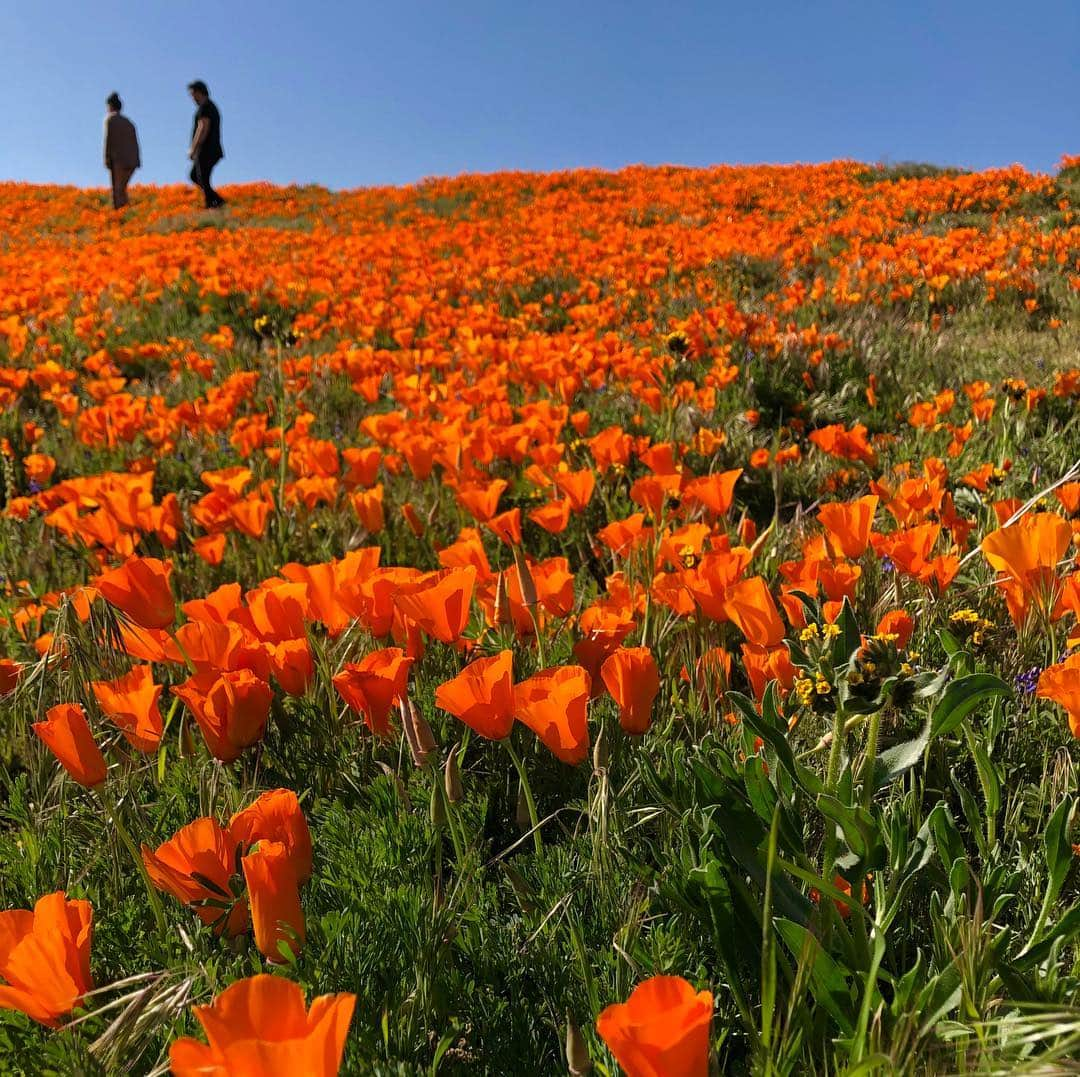 ケイティー・ルクレールさんのインスタグラム写真 - (ケイティー・ルクレールInstagram)「*will travel for wild flowers*」3月25日 9時44分 - katieleclerc