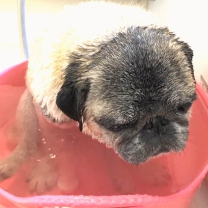 のインスタグラム：「bath time🛀 * * #はちべえのお風呂動画  #はちべえのお風呂タイム * * 近頃 ごく少量の キュレルトリートメント仕立てで サラツルのべえさん👴🏻 * * 肉球がガッサガサです。 ケアしているのですが おじいちゃんはすぐガサガサに なります😅 * * ペットクールのシアバターがなくなったので パナズーのジェルと 飼い主のアルガンオイルを混ぜて 使ってます(笑) * * シニアのガサガサ肉球に オススメのケア方法が ありましたら 教えてください😊 * * 週末のインターペットで 何か良いものあるかな？🤔 * *  #ほぼ黒パグ #おじいちゃん犬 #パグ #pug #puggy #puglife #puglove #petstagram #pugstagram #pugsofinstagram #pugs #dog #ふわもこ部  @igersjp #IGersJP #east_dog_japan #pecoイヌ部 #八兵衛 #はちべえ #朝ワンコ夕ニャンコ #インターペット2019  #グルーミングタブ #ペットクール #パナズー #キュレル」